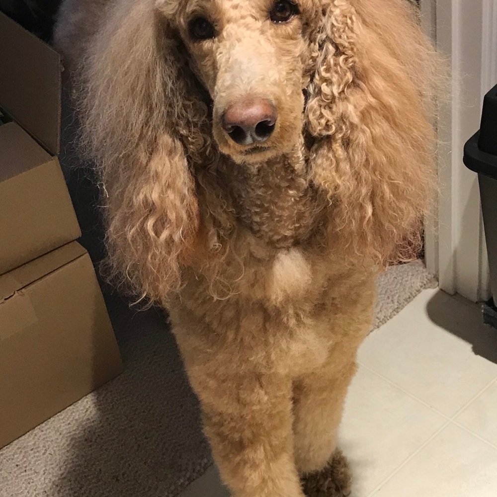 Meet your Posher, Deborah